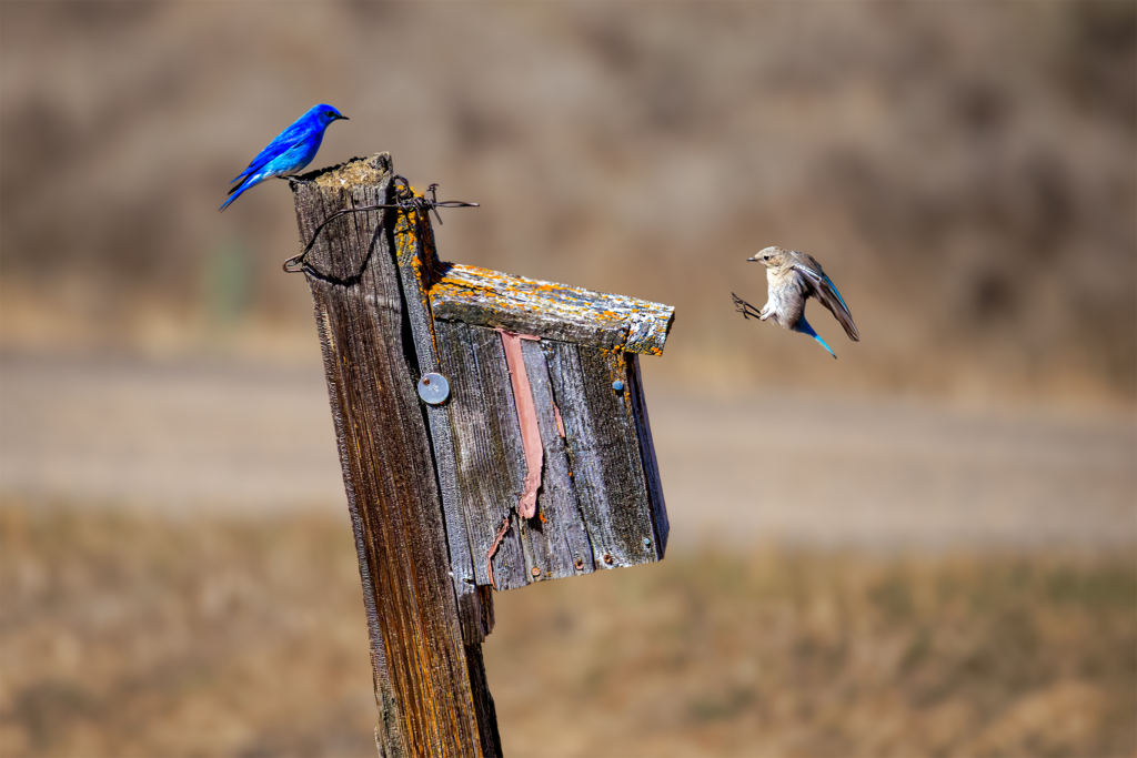 Male and female mountain bluebirds at a rustic nest box, Island Park, Idaho bird photography