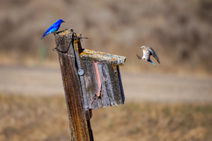 Male and female mountain bluebirds at a rustic nest box, Island Park, Idaho bird photography