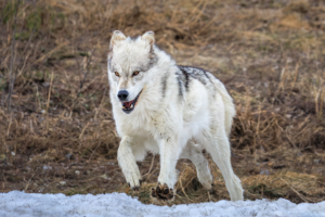 White wolf running through snow and grass in winter landscape