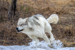 Gray wolf running through snow near Yellowstone National Park