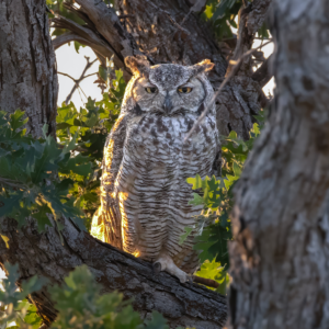 Great horned owl perched in tree with golden evening light, fine art wildlife and owl photography