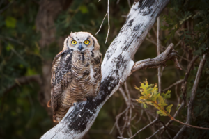 Great horned owl with bright yellow eyes perched on a weathered tree branch, fine art wildlife photography