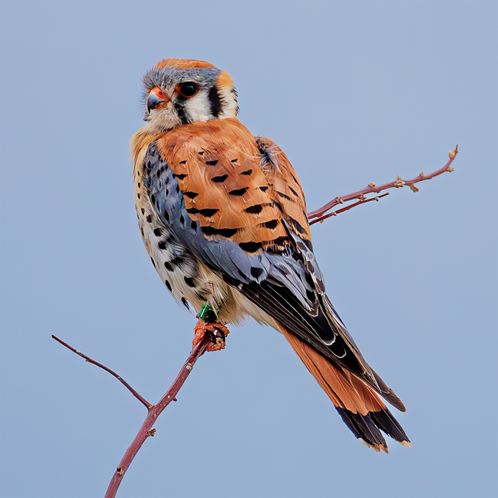 American Kestrel perched on a branch against a clear sky at Antelope Island, Utah wildlife photography