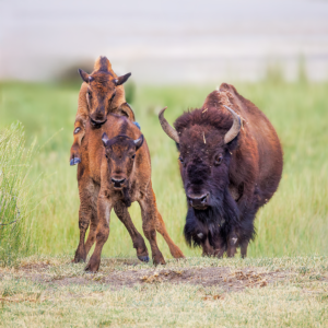 American bison cow with two playful calves in summer grassland, fine art wildlife photography