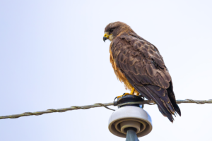 Harris’s hawk perched on power pole with feathers fluffed in overcast light