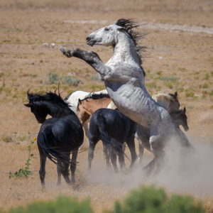 Wild Onaqui horses in Utah with a white stallion rearing among the herd.