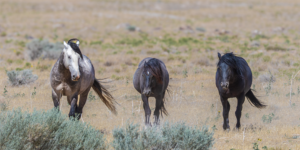 Three Onaqui wild horses walking across the Utah desert landscape