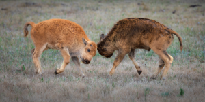 Two young bison calves playfully butting heads in Yellowstone National Park, wildlife photography