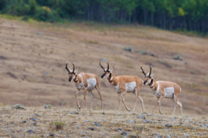 Pronghorn antelope walking across open grassland with rocky terrain, wildlife photography in the American West