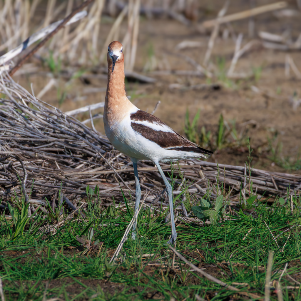 American Avocet standing in wetland grass with a striking rust-colored head and long legs, Utah bird photography