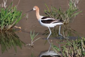 American Avocet wading in shallow water with rust-colored head and upturned bill, Utah wetlands bird photography