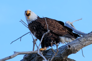 Bald eagle perched on a branch with its beak open wide, as if shouting or laughing.