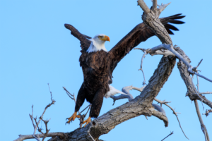 Bald eagle with wings outstretched, balancing on a branch with one foot lifted as if mid-dance move.