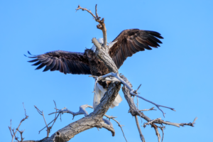 Bald eagle perched awkwardly in a tree with wings spread, partially hidden behind branches.