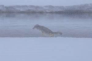 Coyote squatting in the snow during a snowstorm in Grand Teton National Park.
