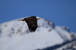 Bald eagle in mid-flight with snow-covered mountains blurred in the background.