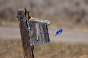 Mountain bluebird hovering in front of a rustic wooden nest box, caught mid-flight with wings tucked in and vivid blue plumage standing out against a muted background.