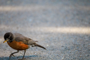 American robin striding quickly across pavement, caught mid-step as if in a hurry.