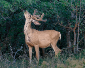 Mule deer buck with velvet antlers stretching to feed on oak leaves in a Utah forest.