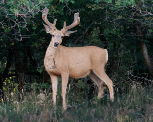Mule deer buck with velvet antlers looking directly at the camera mid-chew, creating a humorous candid expression in a woodland setting.