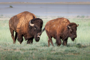 Bison sticking out its tongue while nudging another bison in Yellowstone National Park, playful wildlife behavior