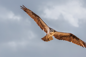 Osprey in flight with wings outstretched, sharp gaze against a cloudy sky.