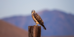 Juvenile Ferruginous Hawk perched on a wooden fence post with mountains blurred in the background.