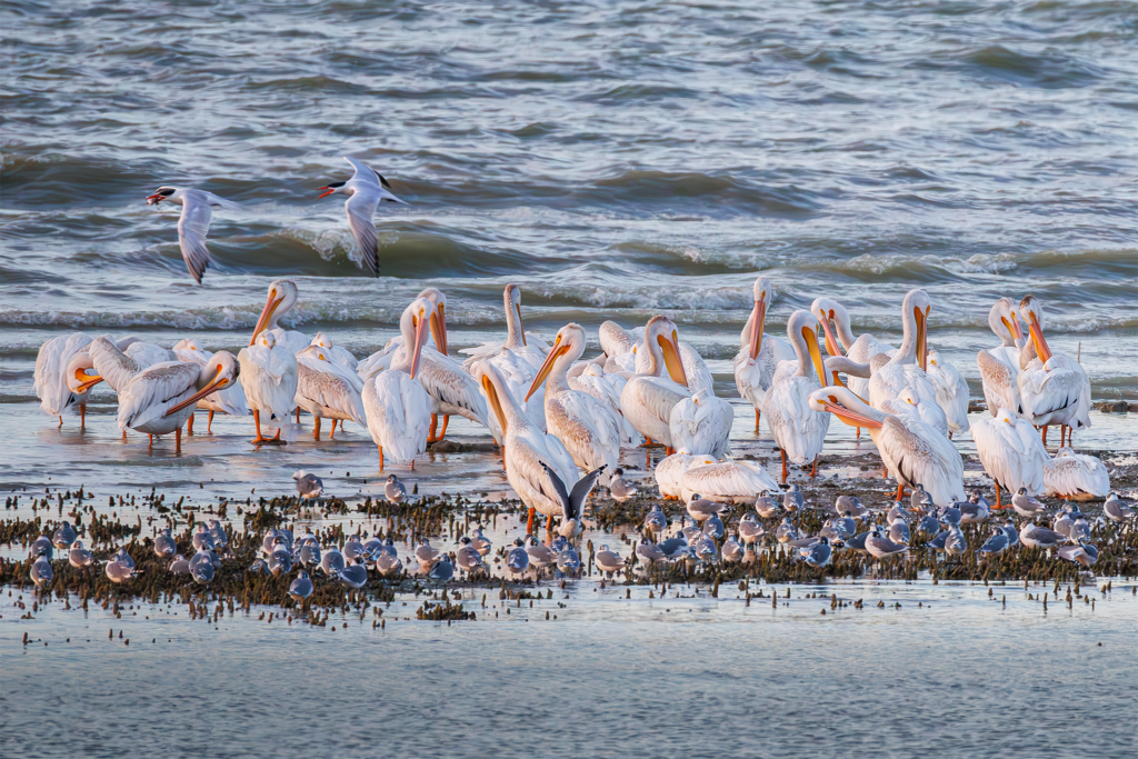 Flock of American white pelicans and gulls gathered on shoreline at sunset