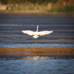 Snowy Egret landing on a sandbar with wings spread wide over calm water.