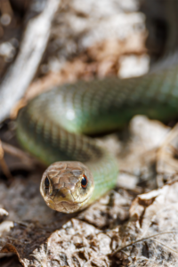 Green garter snake
